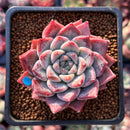 Echeveria 'Fresco' 2" New Hybrid Succulent Plant