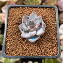 Echeveria 'Tremolo' 1" Succulent Plant