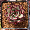 Echeveria Agavoides 'Ebony' Hybrid 2"-3" Succulent Plant