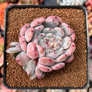 Echeveria 'Viyant' 2"-3" Cluster Succulent Plant