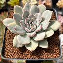 Echeveria 'Pulidonis' White Variegated 2" Succulent Plant