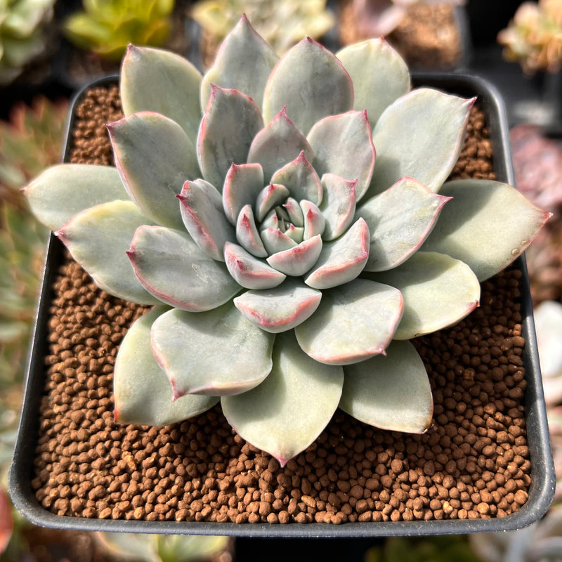 white echeveria succulent Echeveria 'Pulidonis' White Variegated 2" Succulent Plant – True Succulents Plant Co