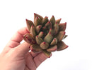 Echeveria Agavoides 'Psyche' 5" Succulent Plant