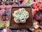 Echeveria sp. Variegated 1"-2" Succulent Plant