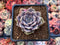 Echeveria 'Pastel Leon' 1"-2" Succulent Plant