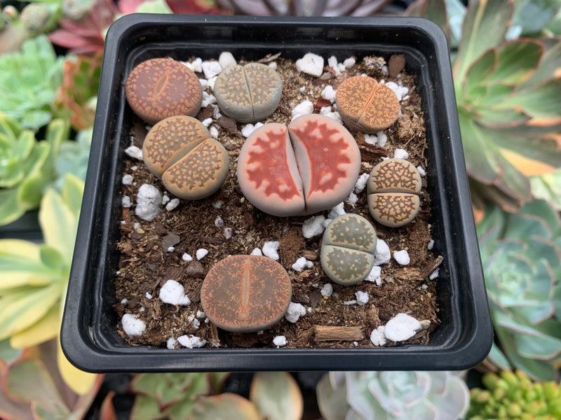succulents lithops Collection of Lithops 2" (x8 Lithops) Succulent Plant – True Succulents Plant Co