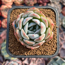 Echeveria 'Love' 2" New Hybrid Succulent Plant