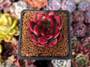 Echeveria Agavoides sp. 1"-2" Succulent Plant