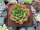 Echeveria Agavoides 'Shining Pearl' 2"-3" Succulent Plant