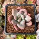 Echeveria 'Valentine' 1" Succulent Plant