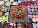 Echeveria Agavoides 'Frank Reinelt' 2" Succulent Plant