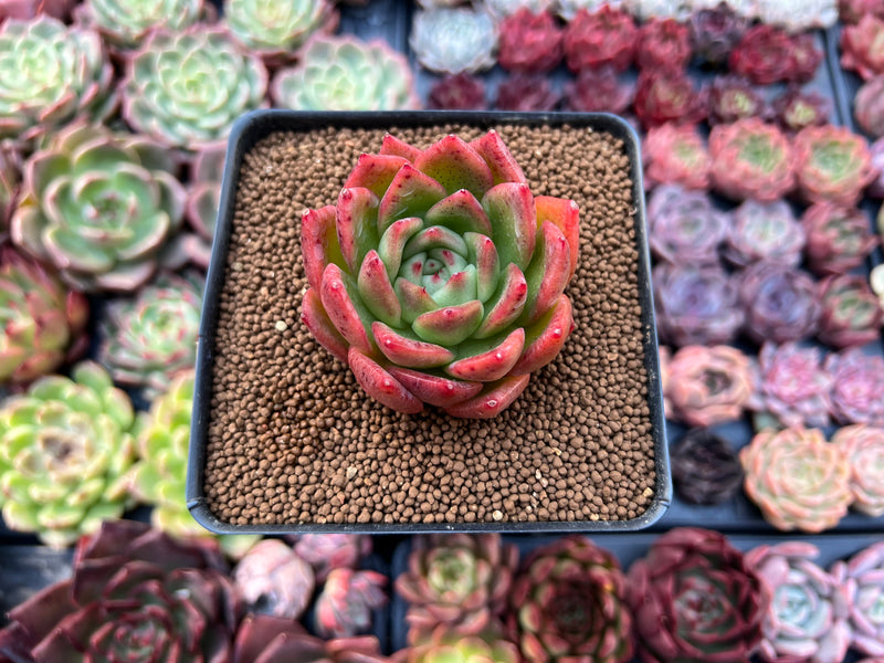 frank reinelt succulent Echeveria Agavoides 'Frank Reinelt' 2" Succulent Plant – True Succulents Plant Co