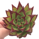 Echeveria Agavoides 'Lip Stick' 2"-3” Rare Succulent Plant
