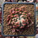 Echeveria Agavoides 'Red Gilva' Hybrid 1"-2" Succulent Plant