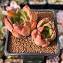 Echeveria Agavoides 'Padma' 2" Cluster Succulent Plant