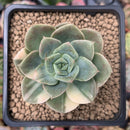 Echeveria 'Nicksana' Variegated 1" Succulent Plant