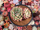 Echeveria 'King Midas' 3"-4" Succulent Plant