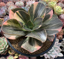 Echeveria 'Primadonna' Variegated 5" Wide Leaf Clone Succulent Plant