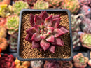 Echeveria Agavoides 'Fire Eagle' 2" Succulent Plant