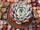 Echeveria 'Orange Monroe' 4" Powdery Succulent Plant