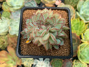 Echeveria 'Esther' Crested 2"-3" Succulent Plant