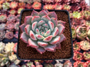 Echeveria 'Colorata' 2"-3" Succulent Plant