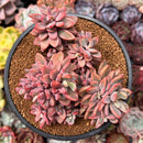 Echeveria 'Rezry' 6" Cluster Succulent Plant