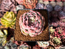 Echeveria 'Pinkmoon Shower' 2"-3" Succulent Plant
