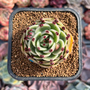 Echeveria Agavoides 'Blue Dragon' 2" Succulent Plant