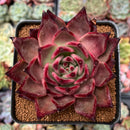 Echeveria Agavoides 'Taurus' 3" Succulent Plant