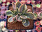 Echeveria 'Fimbriata' Variegated AKA 'Fasciculata' Crested 3" Succulent Plant