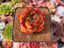 Echeveria Agavoides 'Elkhorn' 2" Succulent Plant