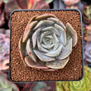 Echeveria 'Rastin' 2" Succulent Plant