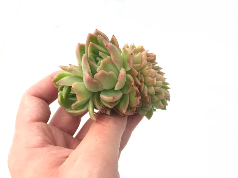 Echeveria Agavoides 'Shining Pearl' Cretsted Cluster 3" Rare Succulent Plant