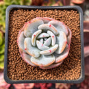 Echeveria 'Icy Purple' 2" Succulent Plant
