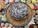 Echeveria 'Peach Candy' 5" Powdery Succulent Plant