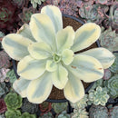 Echeveria 'Japan Moon River' Variegated 3" Succulent Plant
