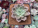 Echeveria 'Red Mountain' 2"-3" New Hybrid Succulent Plant