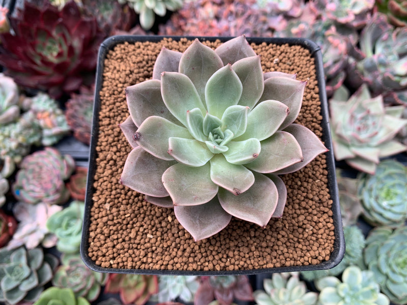 Echeveria 'Red Mountain' 2"-3" New Hybrid Succulent Plant  True Succulents  Plant Co.