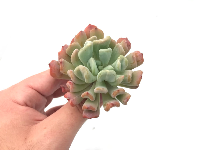 francesco baldi succulent Graptosedum Francesco Baldi Lightly Variegated 2"-3" Rare Succulent Pl – True Succulents Plant Co