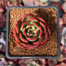 Echeveria Agavoides 'Rejong' 2" Succulent Plant