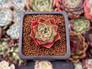 Echeveria 'Bordeaux' 1" Succulent Plant