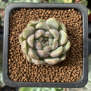 Echeveria 'Purple Internet' 1" New Hybrid Succulent Plant