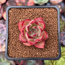 Echeveria sp. 1" Succulent Plant