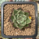 Echeveria Agavoides 'Sarabony' 1" Succulent Plant