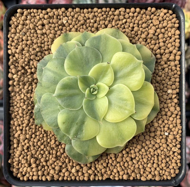 succulent with big flat leaves Echeveria sp. Variegated 4" Flat Succulent Plant – True Succulents Plant Co