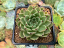 Echeveria Agavoides 'Sarabony' 2" Succulent Plant