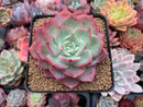 Echeveria 'Patricia' 3" Succulent Plant