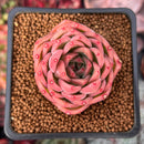 Echeveria 'Snow Angel' 1"-2" Succulent Plant