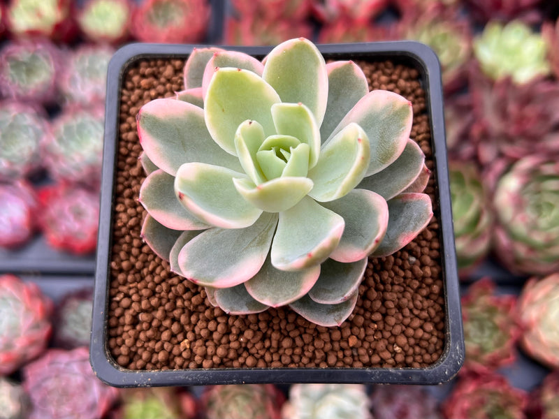 Echeveria 'Pink Vera' Variegated 2